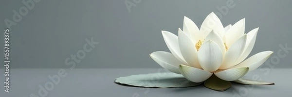 Fototapeta Serene white lotus blossom against a muted gray backdrop , plant, beauty, background image