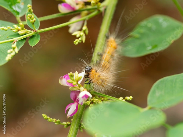 Fototapeta 花弁を食べる蛾の幼虫