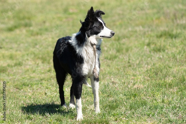 Fototapeta Portrait of a Border Collie on a Farm