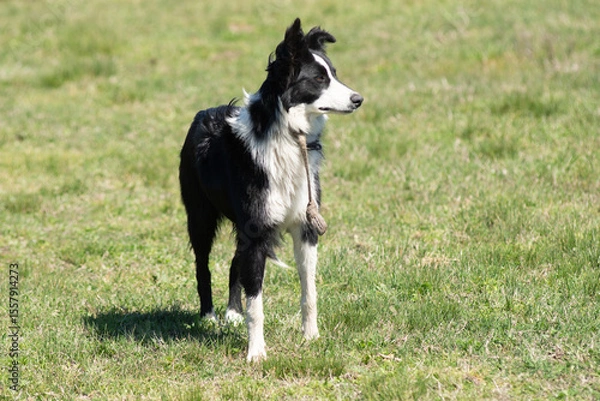 Fototapeta Portrait of a Border Collie on a Farm