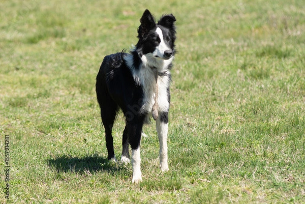 Fototapeta Portrait of a Border Collie on a Farm