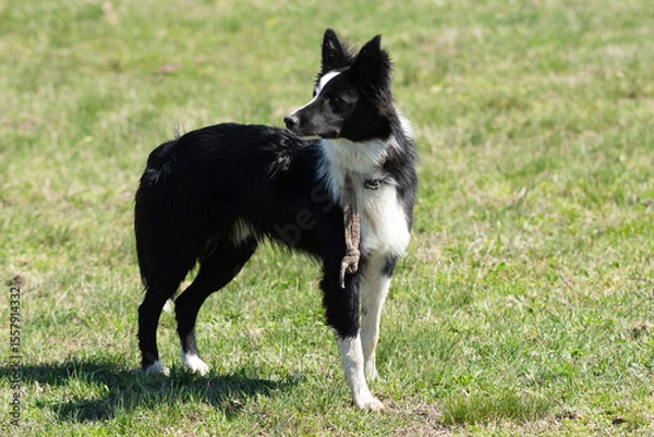 Fototapeta Portrait of a Border Collie on a Farm