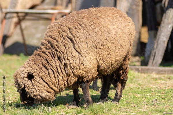 Fototapeta Portrait of a Sheep Grazing in a Sunny Pasture