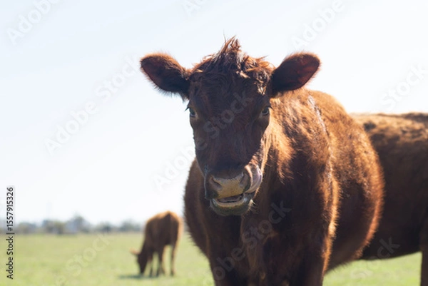 Fototapeta Shot of a Curious Red Angus Calf Looking Directly at the Camera in Pasture