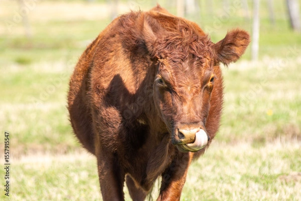 Fototapeta Curious Red Angus Calf Looking Directly at the Camera in Pasture