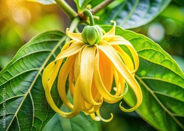 Fototapeta Close-up of Ylang-Ylang flower with delicate petals and center