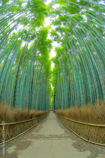 Obraz 嵐山の竹林の小径