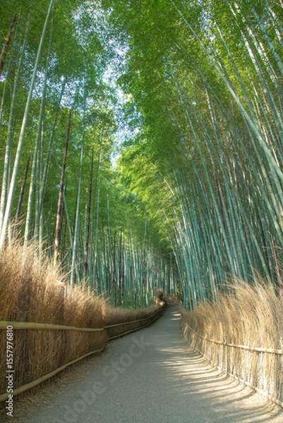 Obraz 嵐山の竹林の小径