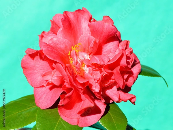 Obraz A closeup of a beautiful red camellia.