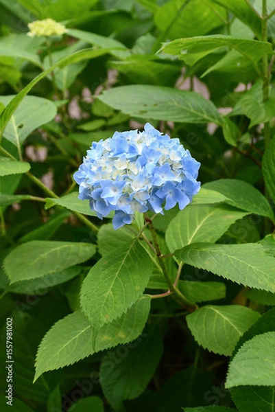 Fototapeta マキノヒメアジサイ