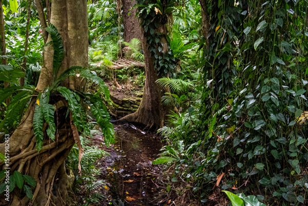 Obraz The Cairns Botanic Gardens is a tropical paradise, renowned for having one of the best exhibitions of tropical plants in Australia.