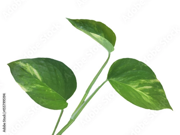 Fototapeta Fresh green leaves, isolated on a white background, display the vibrant growth of nature's foliage