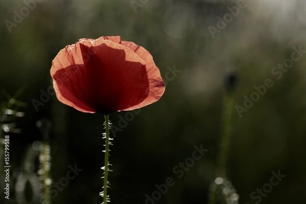Obraz Coquelicot