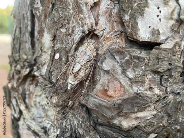 Obraz tree bark texture