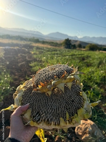 Obraz hedgehog in the garden