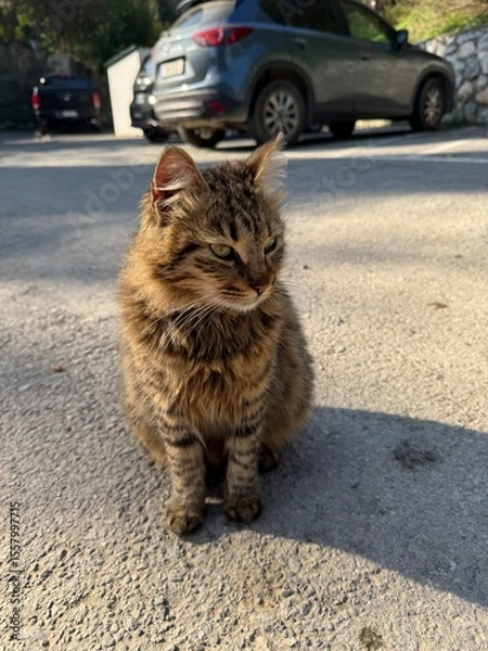 Obraz cat on the road