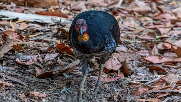 Obraz Also known as a scrub or bush turkey, brushturkeys are actually megapodes, a family of birds only in Australasia, Polynesia, New Guinea, and Indonesian Islands.
