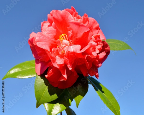 Obraz A beautiful red camellia isolated against a sunny blue sky. 