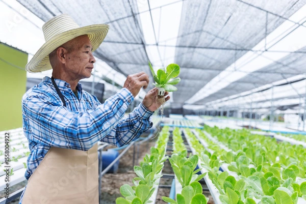 Obraz An elderly farmer wearing a straw hat and apron carefully inspects a fresh lettuce plant in a modern greenhouse. The image showcases experience, dedication, and sustainable agricultural practices.