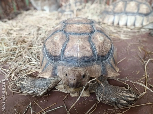 Fototapeta Close-up image of an African spurred tortoise resting on straw-covered ground. The tortoise’s textured shell and scales are clearly visible, taken in a zoo or educational farm setting with soft lighti