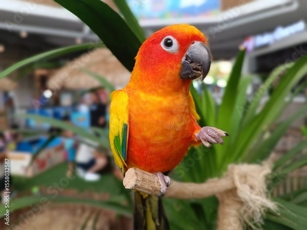 Fototapeta Vibrant close-up of a colorful parrot with bright orange, yellow, and green feathers perched on a branch. Captured in a petting zoo with soft background and tropical leaves for natural setting.