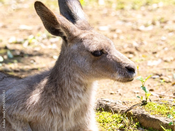 Fototapeta 休んでいるベネットアカクワワラビー