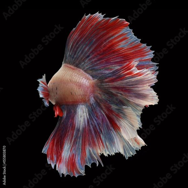 Fototapeta Doubletail Betta on black background. Beautiful fish. Swimming flutter tail flutter.