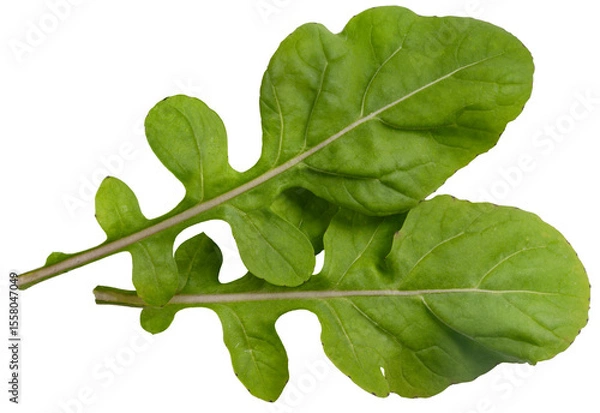 Obraz Arugula or Rocket leaves Lettuce isolated on white background, Arugula Lettuce on white PNG File.