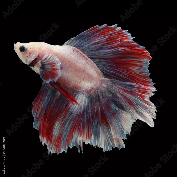 Fototapeta Doubletail Betta on black background. Beautiful fish. Swimming flutter tail flutter.