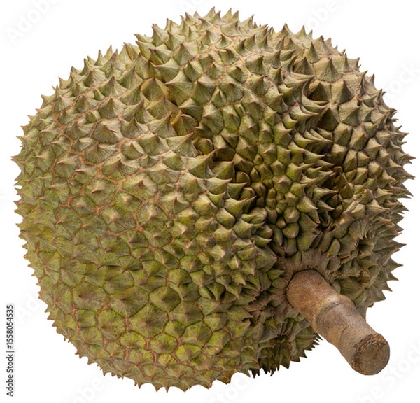 Obraz Fresh Durian fruit isolated on white background, Monthong Thai Durian fruit on white PNG file.