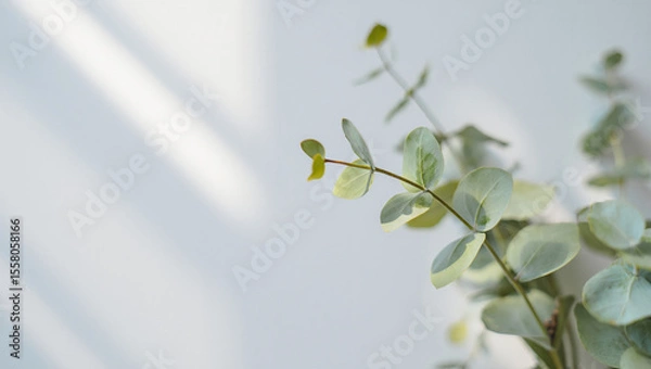 Fototapeta Serene Eucalyptus Branch, Soft Light, Minimalist Botanical Background, Spa-like Mood, Natural Greenery.