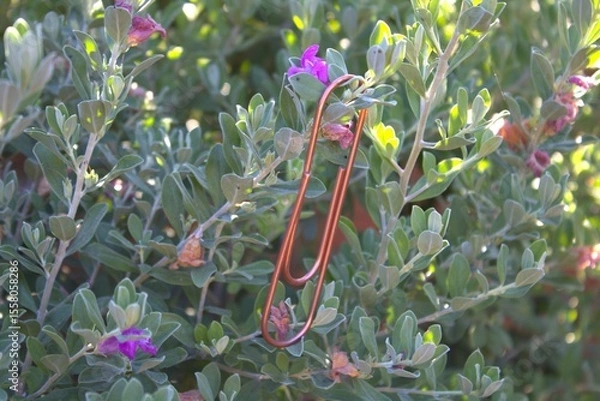 Obraz rose gold paperclip up close