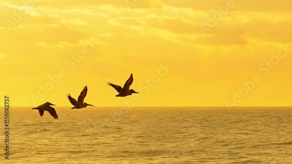 Fototapeta Flying birds over ocean water at golden sunset with calm and peaceful atmosphere