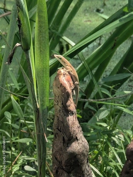 Obraz lizard on the tree stub