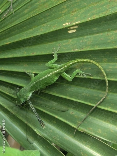 Fototapeta lizard on a leaf feeding on a dragonfly 