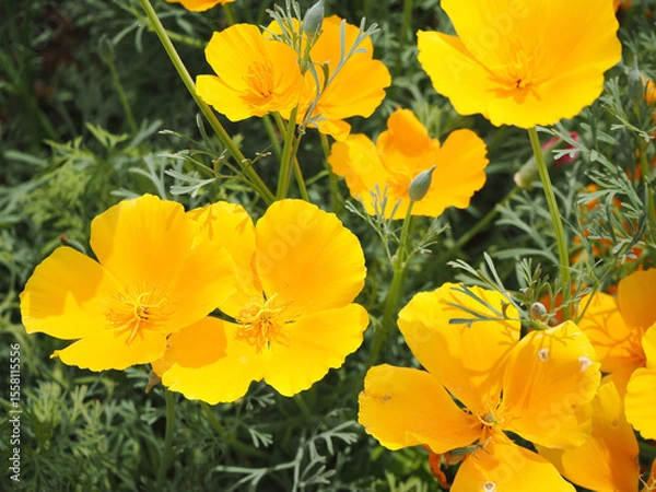 Fototapeta カラフルなハナビシソウの花畑
