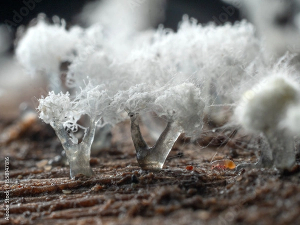 Obraz Close up Fungus from Tropical Rainforest.
