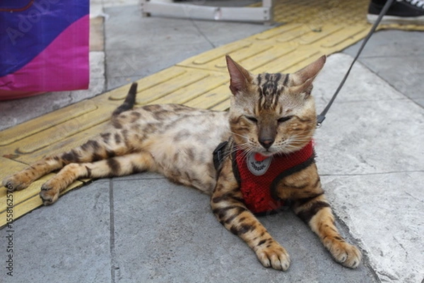 Fototapeta A Bengal cat lies on the sidewalk.