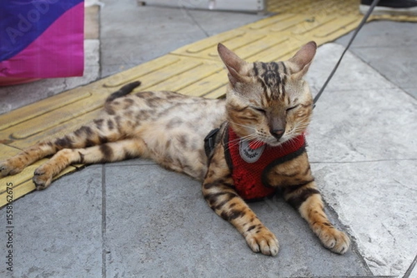 Obraz A Bengal cat lies on the sidewalk.