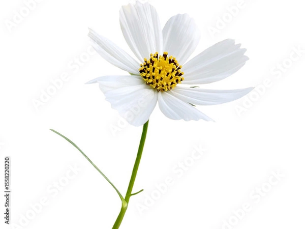 Fototapeta White daisy flower isolated on white background, a beautiful blossom of nature in spring