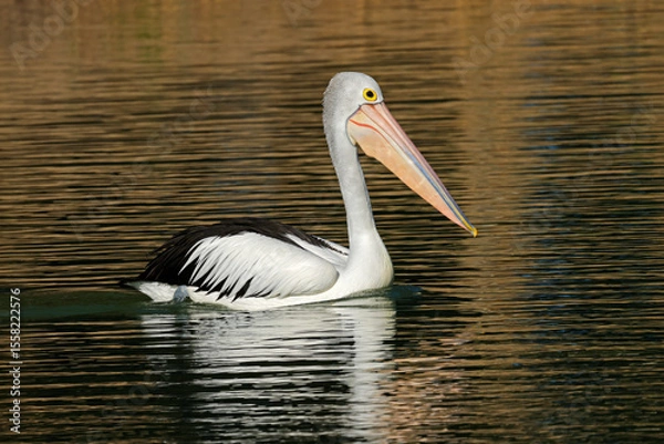 Obraz A large Australian pelican (Pelecanus conspicillatus) swimming in a river with reflection, South Australia