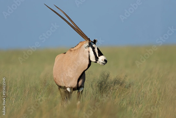 Obraz A gemsbok antelope (Oryx gazella) standing in open grassland, Mokala National Park, South Africa