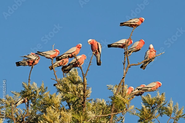 Obraz A flock of galah cockatoos (Cacatua roseicapilla) perched in a tree, South Australia
