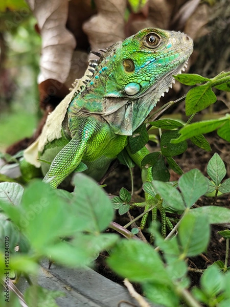 Fototapeta A green iguana with peeling skin on its back, showing its natural molting process, poses among green leaves on a blurred background.