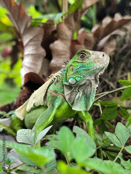 Fototapeta A green iguana with peeling skin on its back, showing its natural molting process, poses among green leaves on a blurred background.