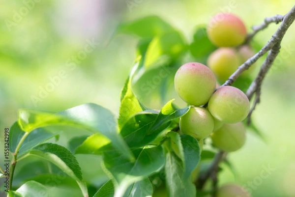 Obraz 赤く色づいた梅