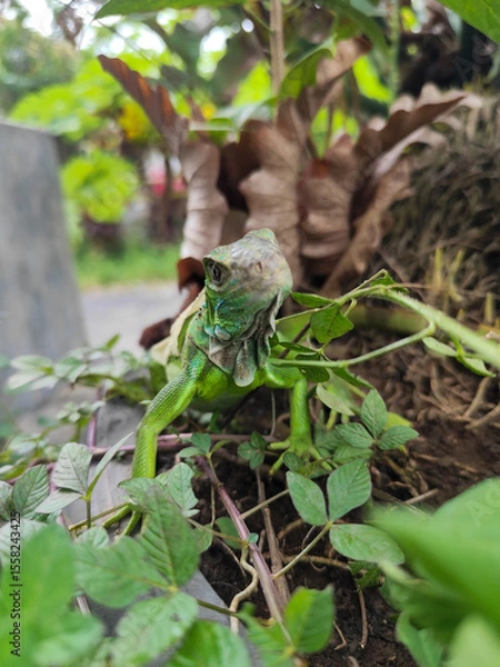 Fototapeta A green iguana with peeling skin on its back, showing its natural molting process, poses among green leaves on a blurred background.