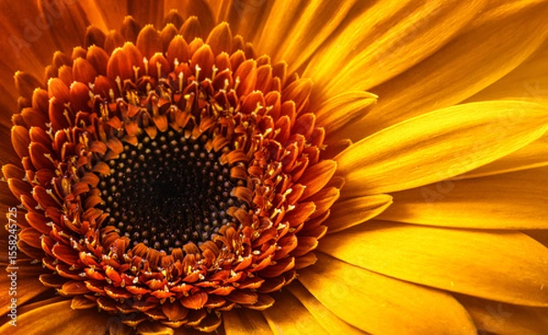 Obraz  Gerbera Yellow and orange flower close up. Macro photography. Card yellow Gerbera Flower. Natural romantic conceptual floral Macro background.