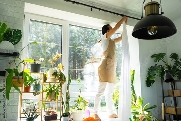 Fototapeta Woman in apron hangs transparent tulle curtains on large windows in the house inside the interior with potted plants. Spring cleaning, tidying up