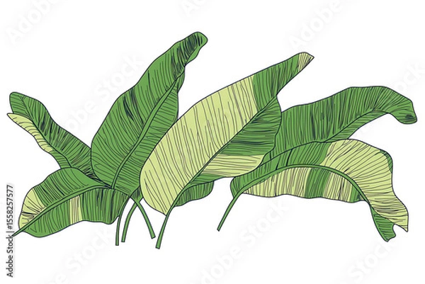 Obraz Illustration of banana leaves arranged in a single line depicting tropical vegetation and natural beauty found in lush gardens or rainforests